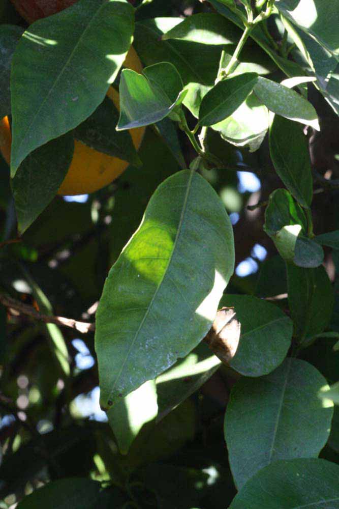            Shade leaves (Riverside, CA)   